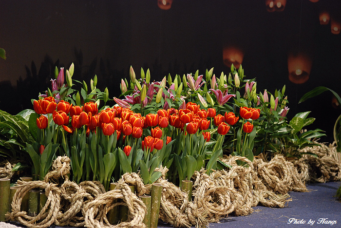 【2010台北国际花卉博览会(一)摄影图片】台北