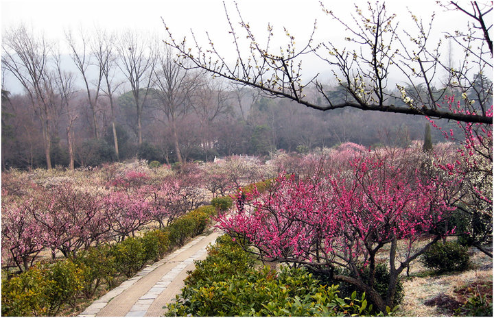 【南京梅花山摄影图片】梅花山风光摄影_南山