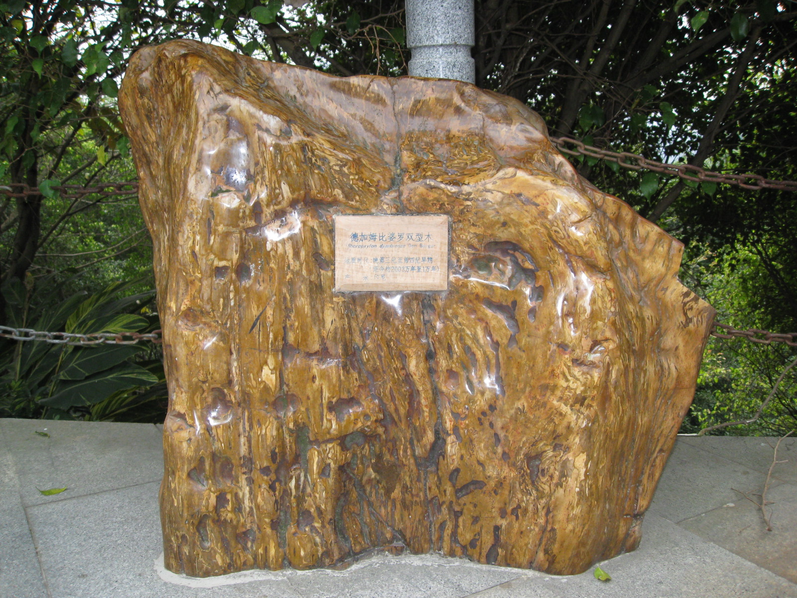 亿万年形成的树化石 - 石馆 - 国石网