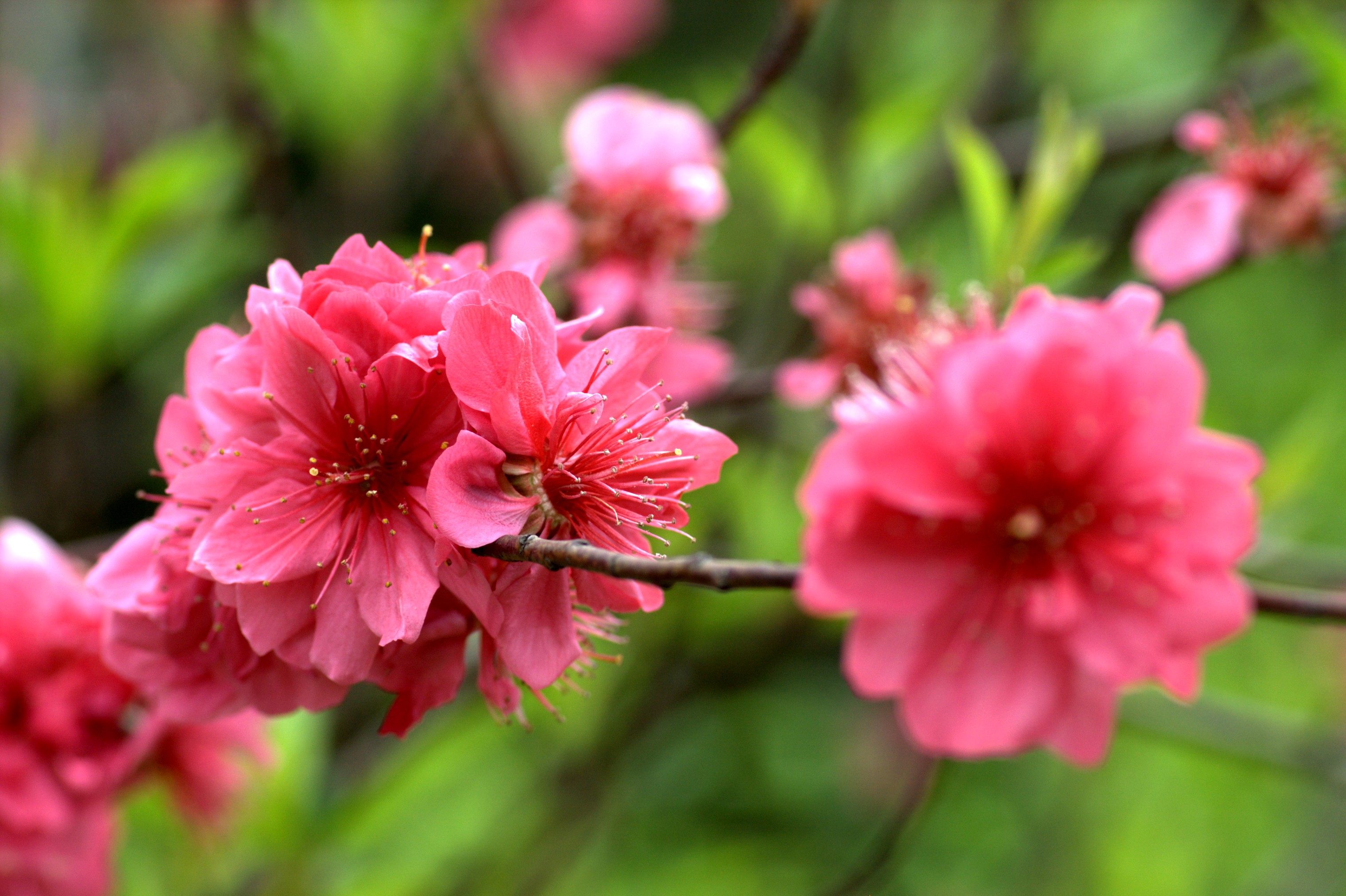 桃花花红艳艳