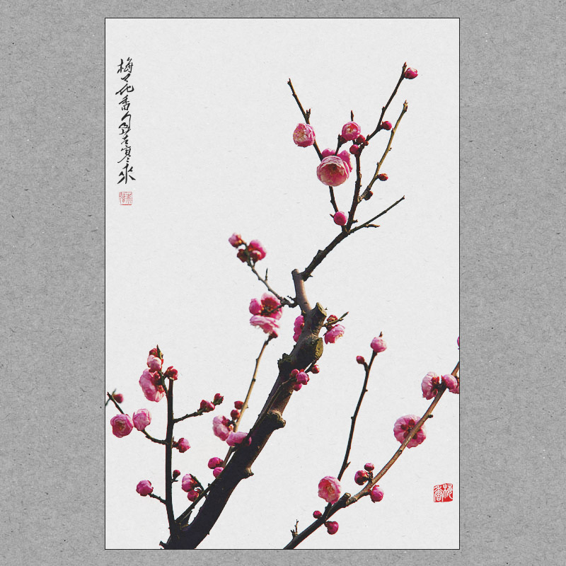 梅花香自苦寒来