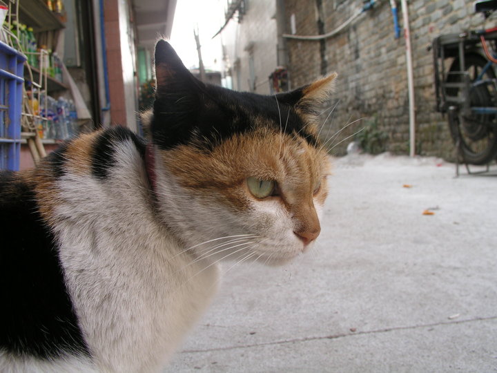 【老猫摄影图片】广州生活摄影