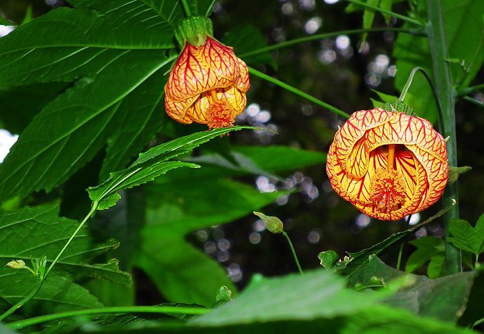 血丝灯笼花纹脉悬铃花