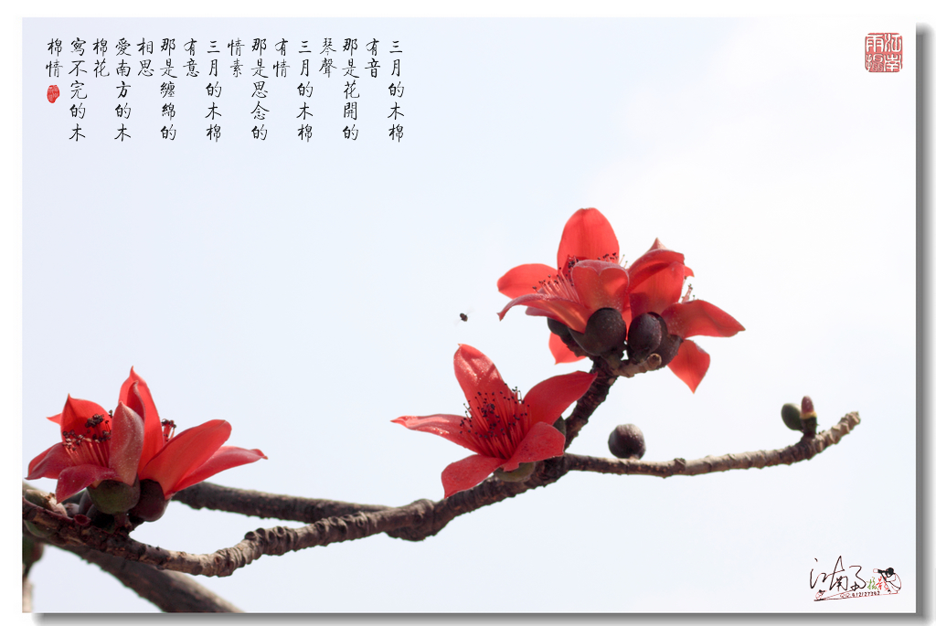 木棉花