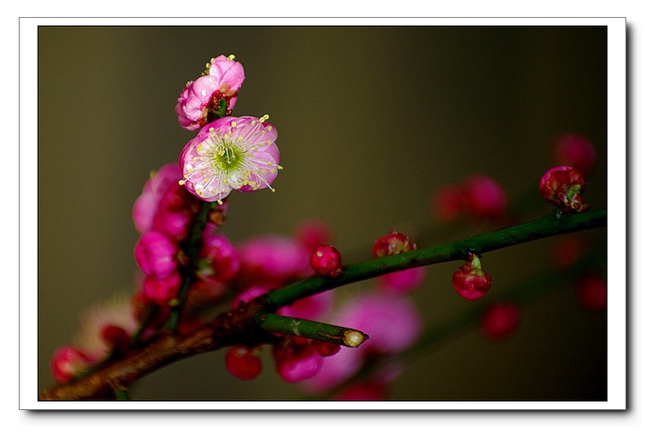 【春寒料峭一点梅摄影图片】西安植物园生态摄