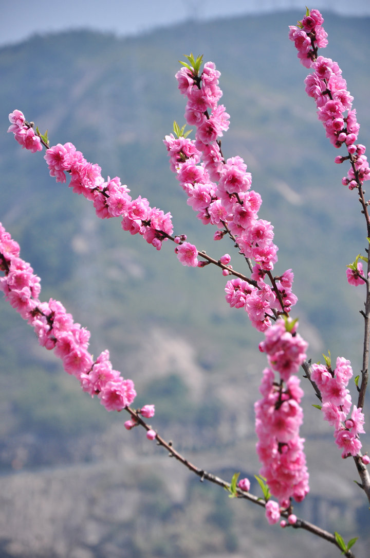 百花争艳