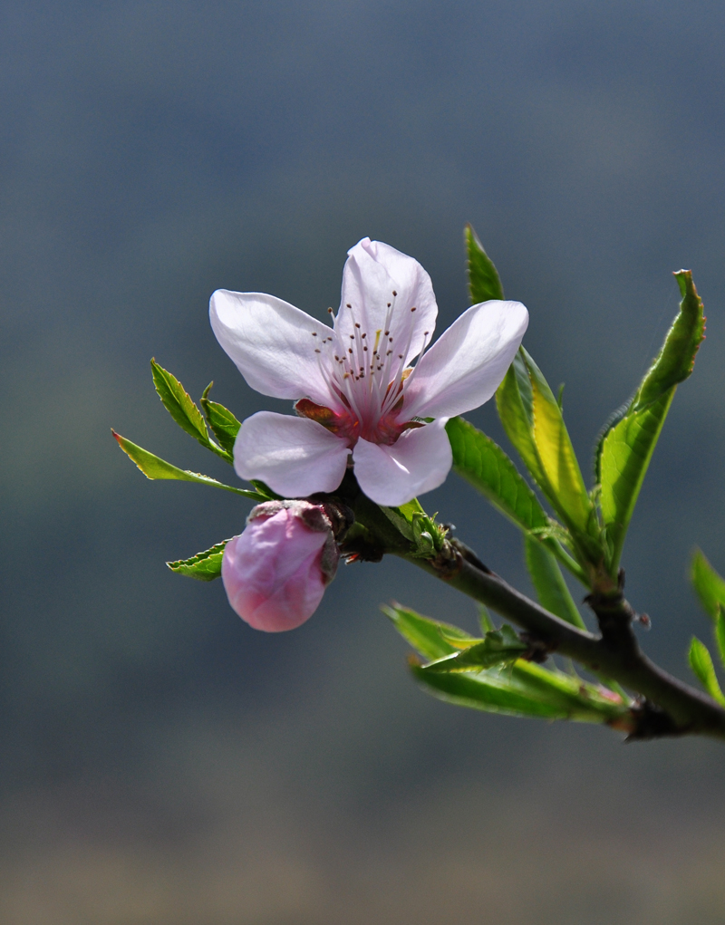 百花争艳