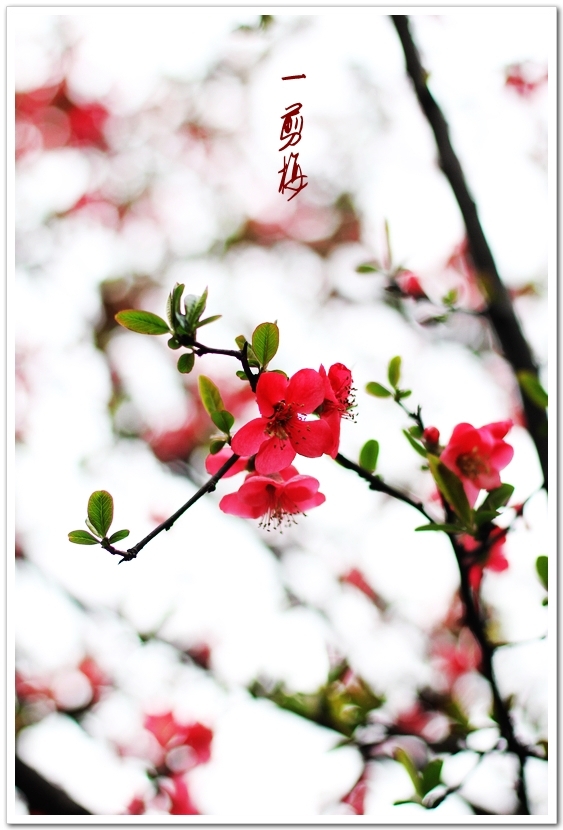 一剪梅