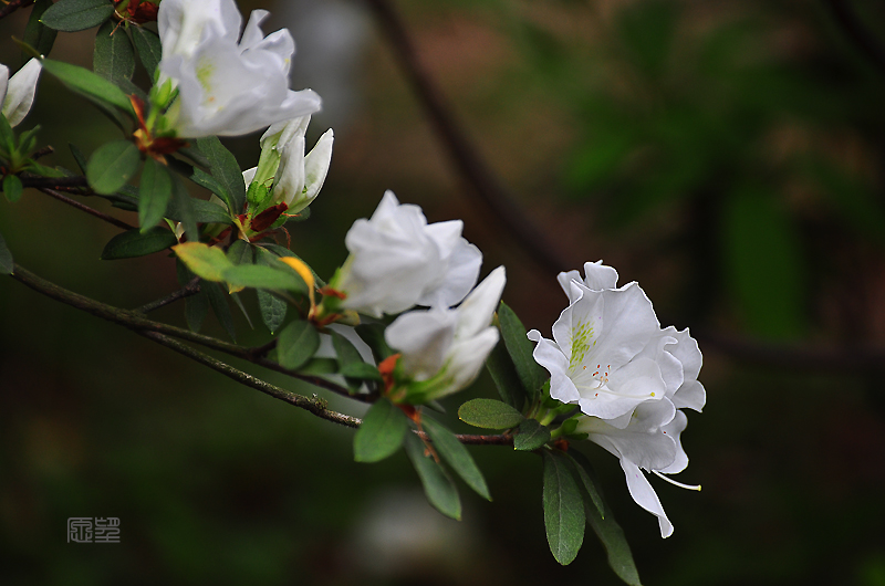 白色杜鹃花