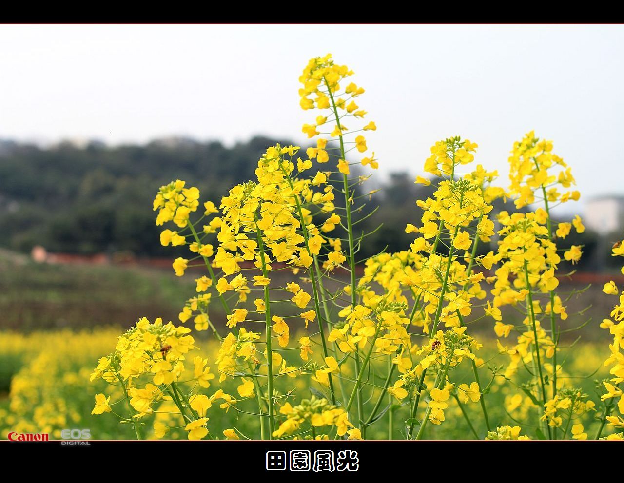 蜂飞蝶舞菜花香