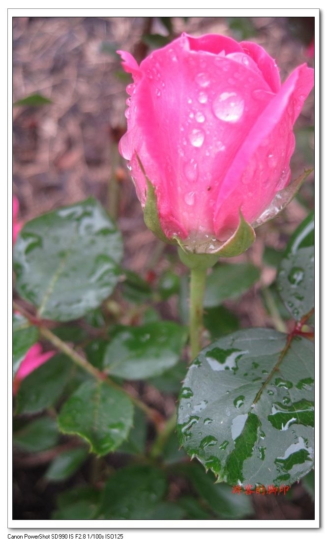 滴滴雨露润玫瑰