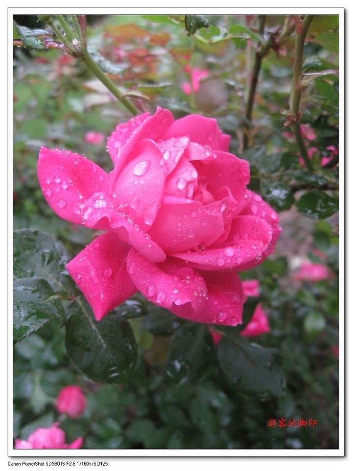 滴滴雨露润玫瑰