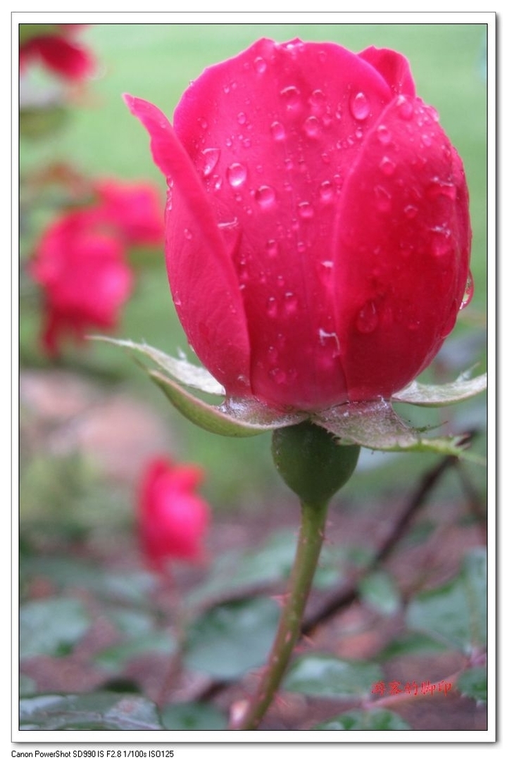 滴滴雨露润玫瑰