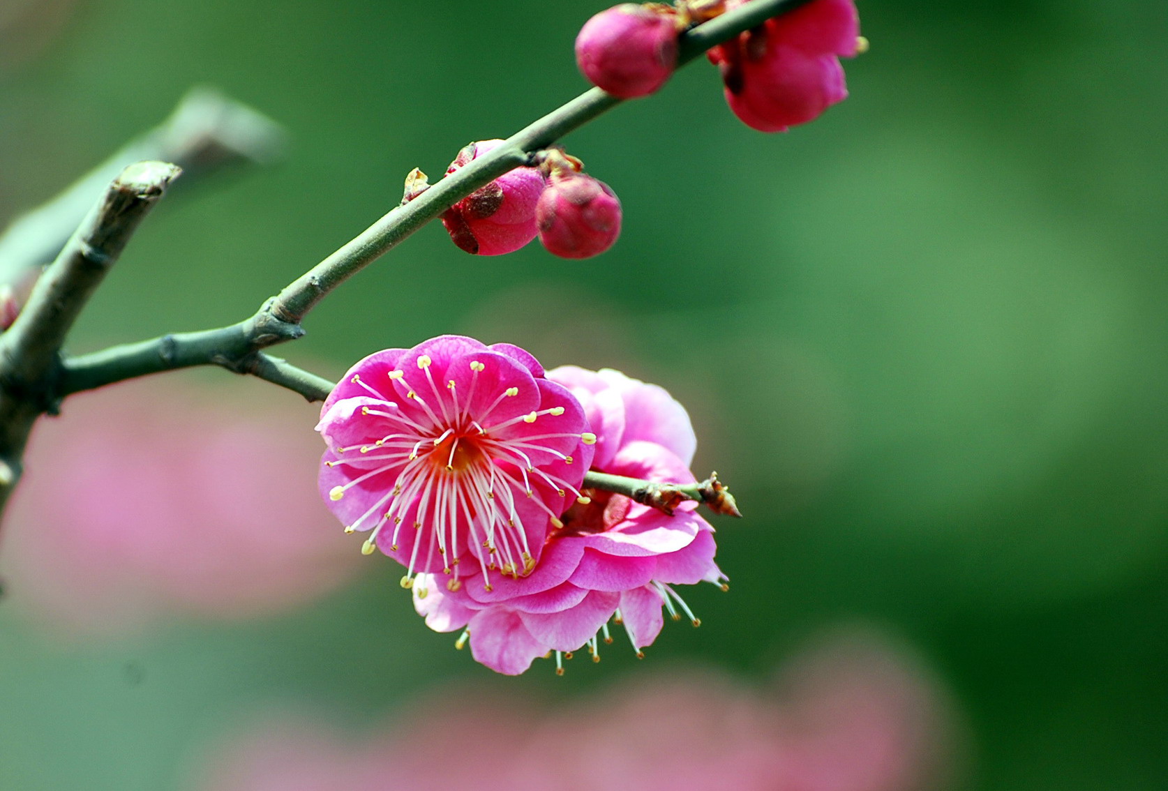 红梅花儿开