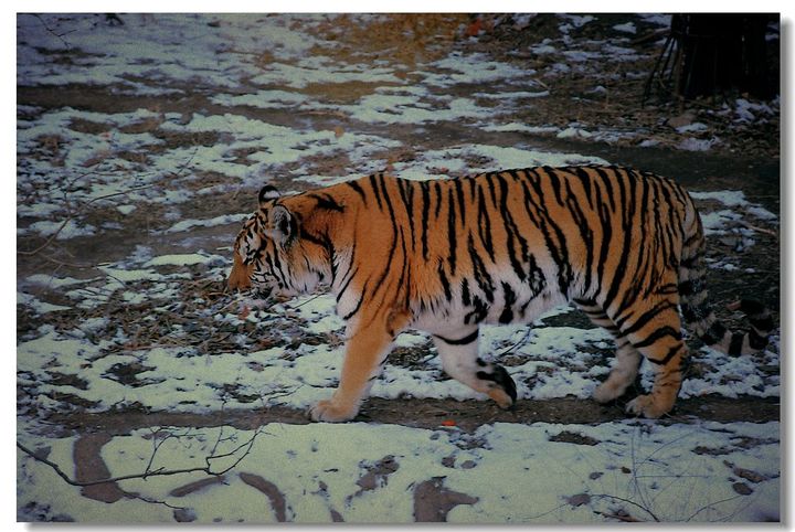 北京动物园冬天的老虎_动植物与微距论坛
