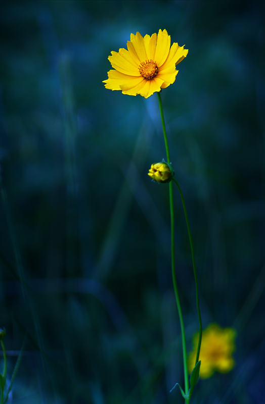 花草树木