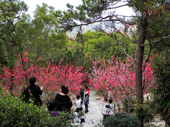 巨峰寺桃花节