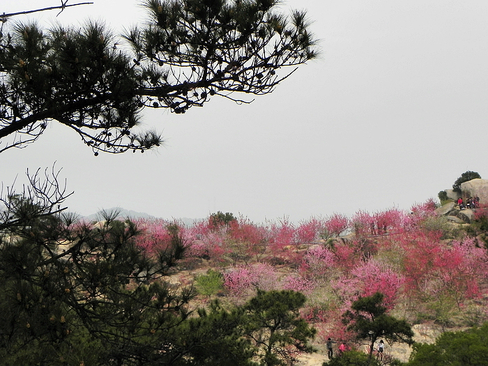 巨峰寺桃花节