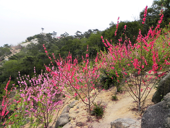 巨峰寺桃花节