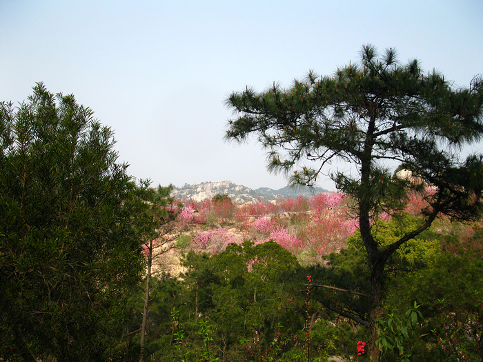 巨峰寺桃花节