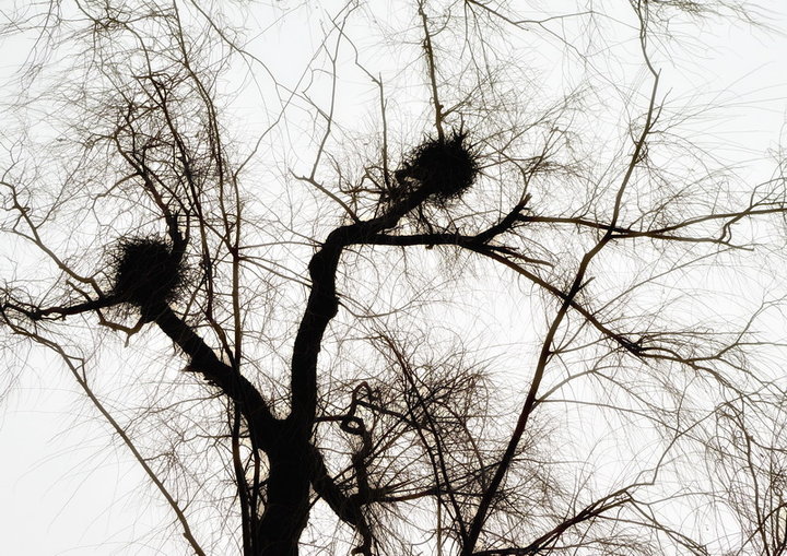 【风中的鸟巢摄影图片】山西太原生态摄影