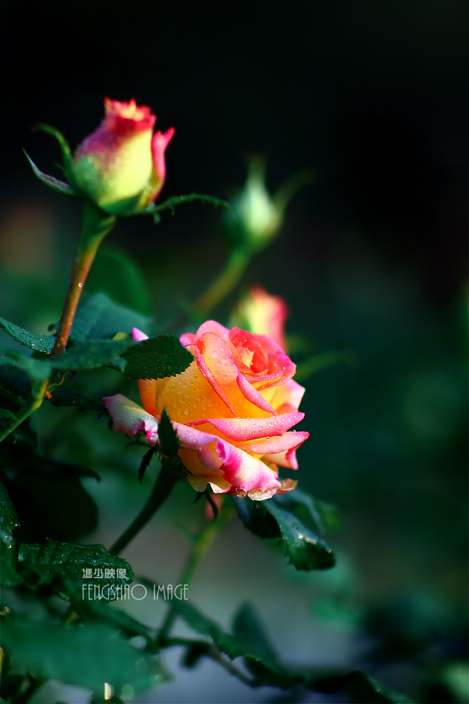 月季花