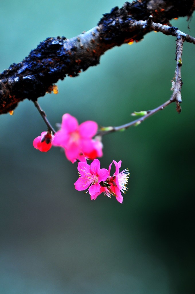 三月桃花朵朵开