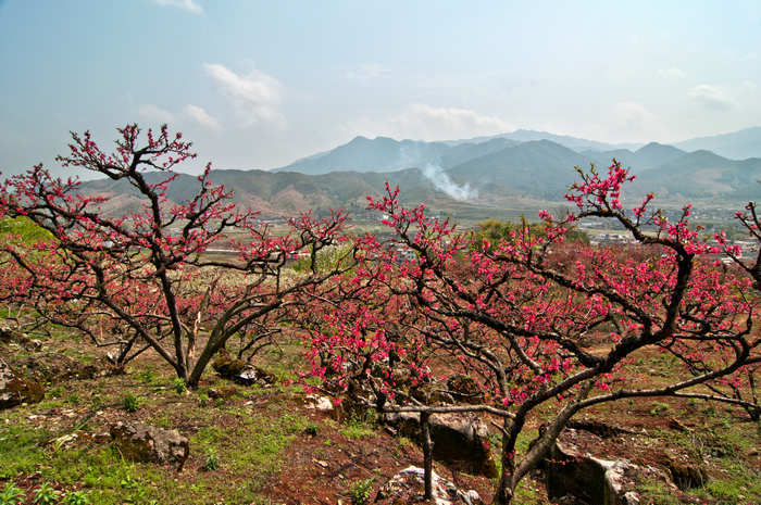 连平鹰嘴桃花