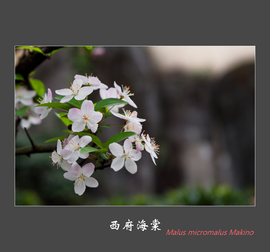 西府海棠