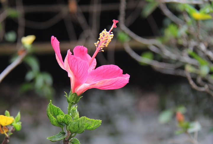 热带花卉