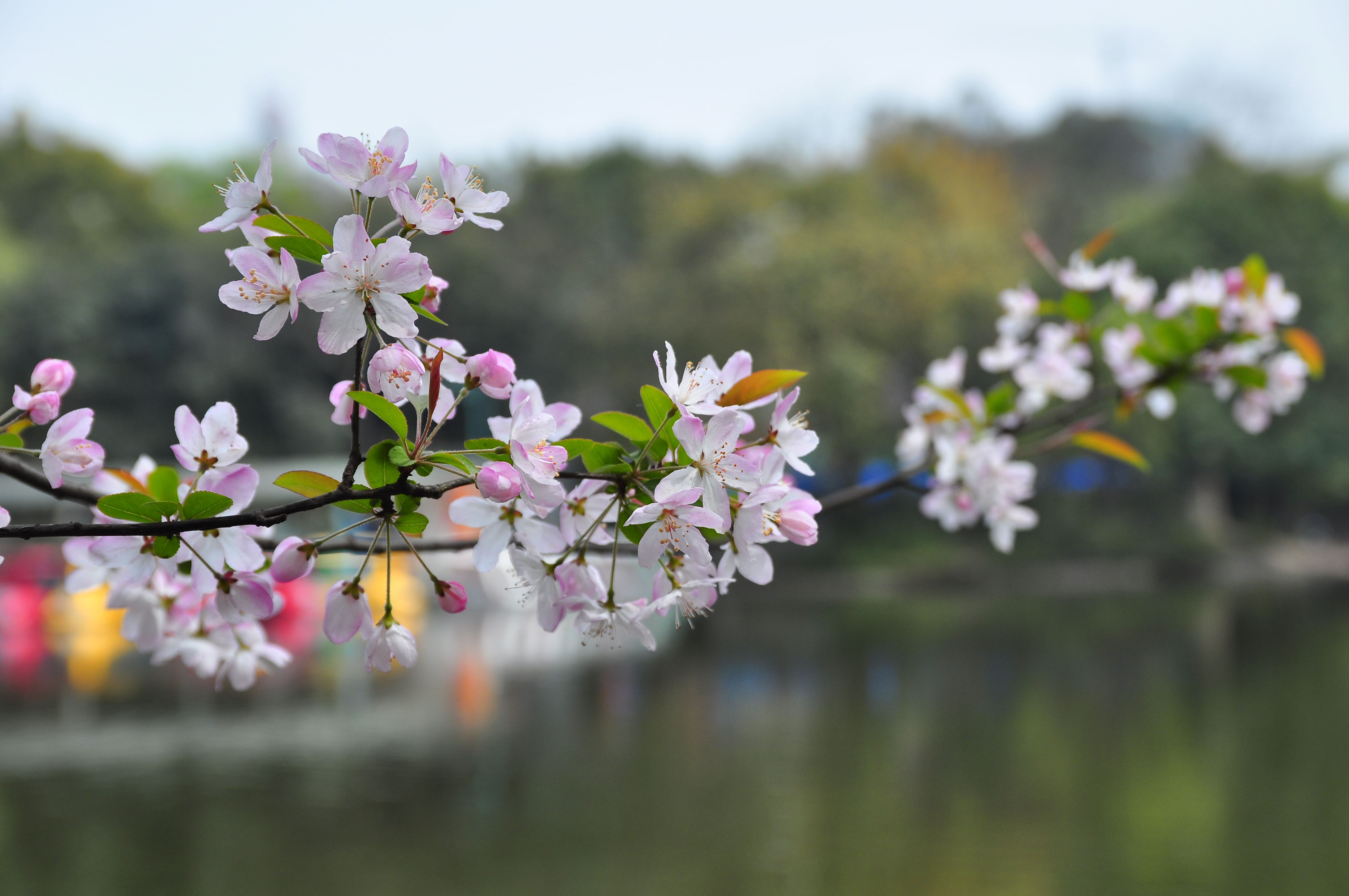 小樱花