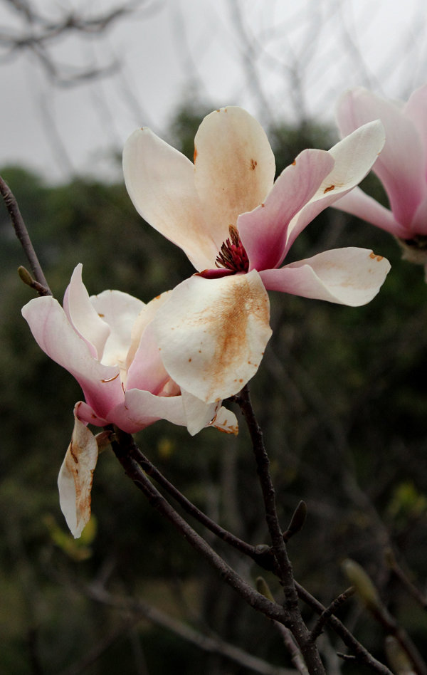 花开花谢