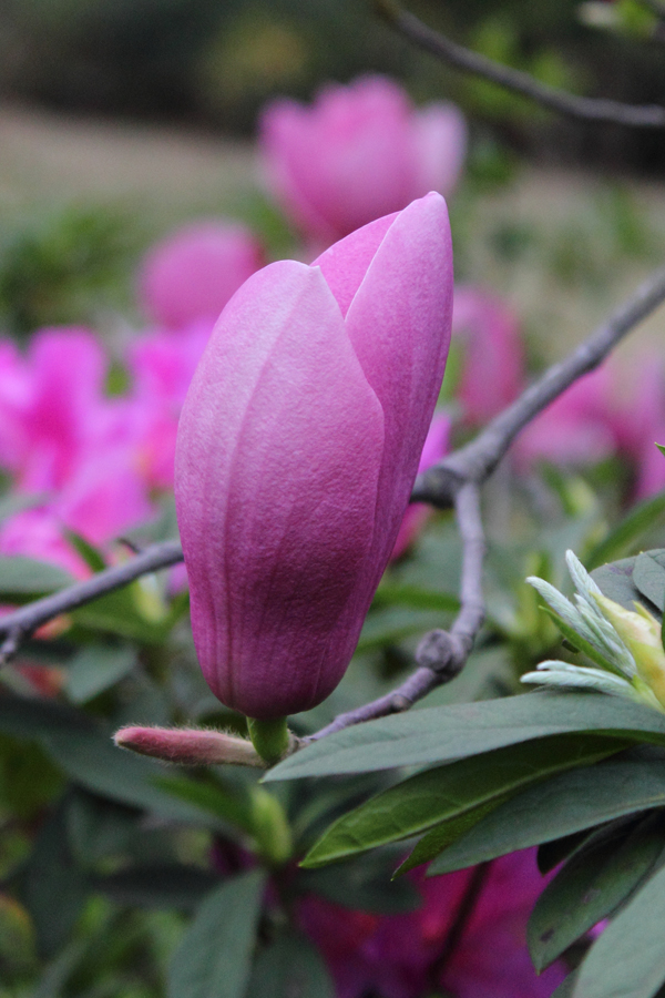 花开花谢