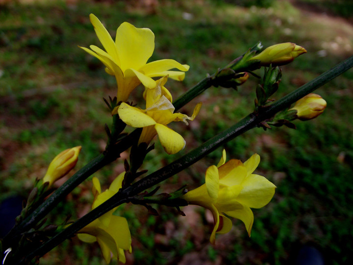 小小迎春花