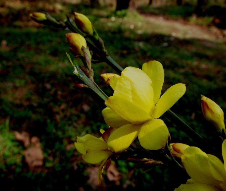 小小迎春花