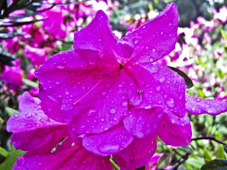 春雨花