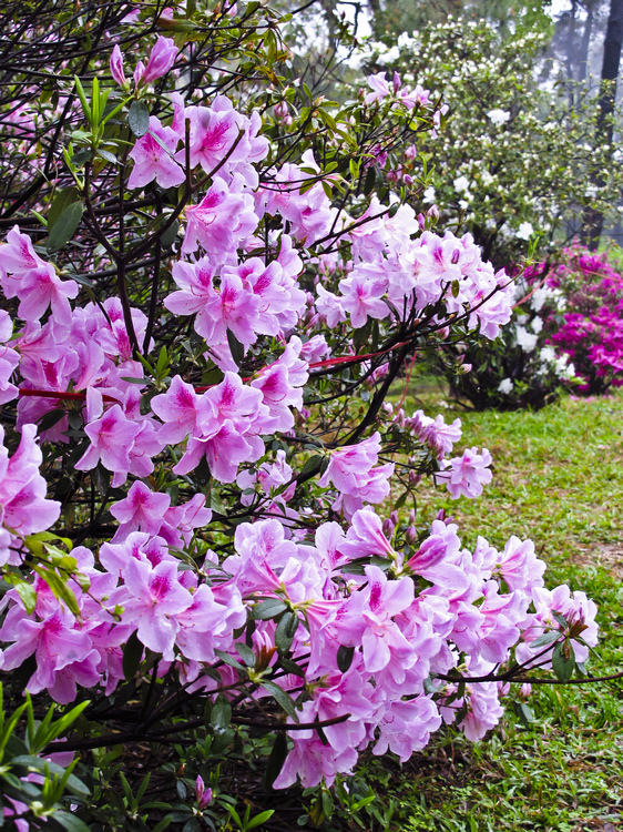 春雨花