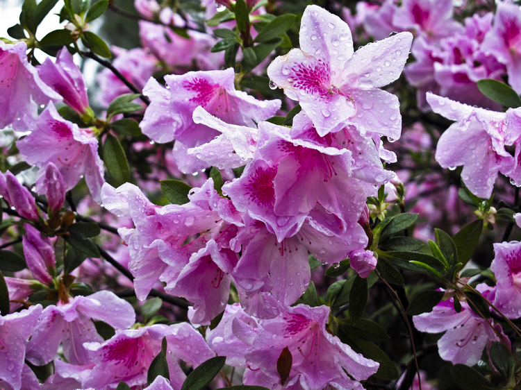 春雨花