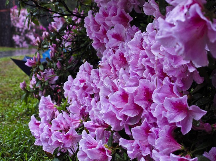 春雨花