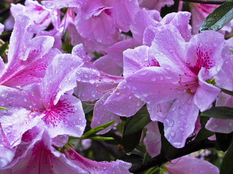 春雨花
