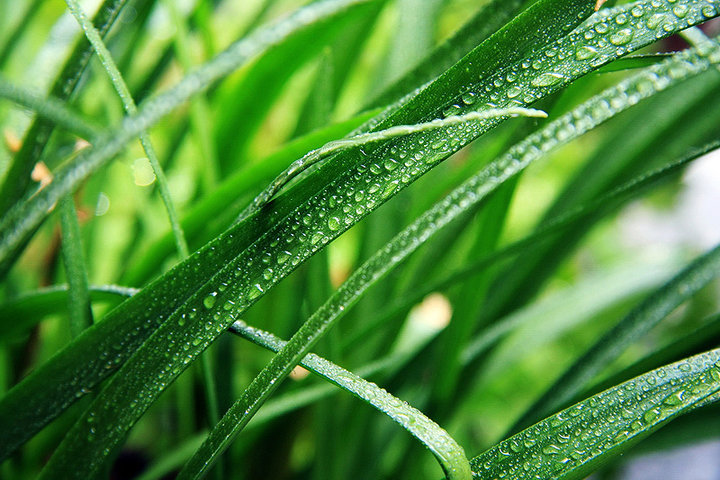 绿草青青