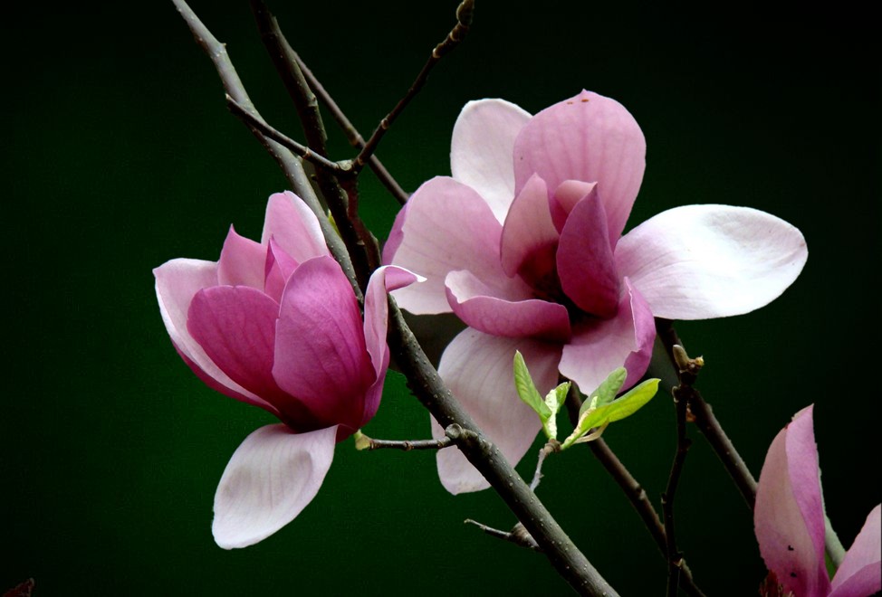 玉兰花开