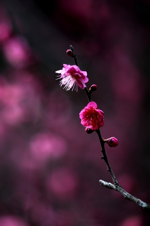 南京梅花山的梅花
