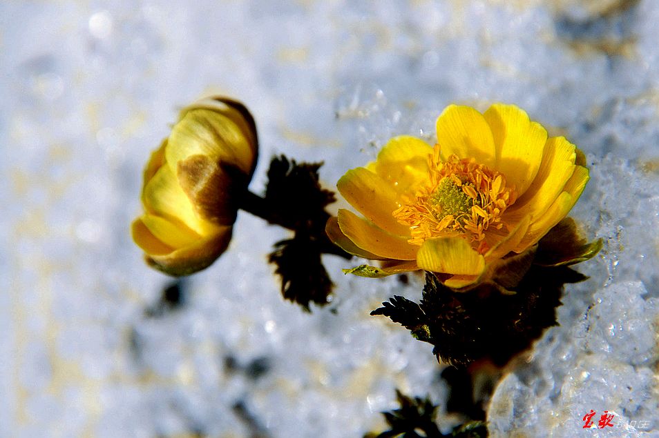 长白山雪莲.冰凌花