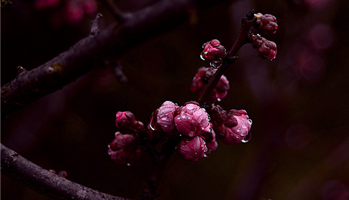 雨中梅花