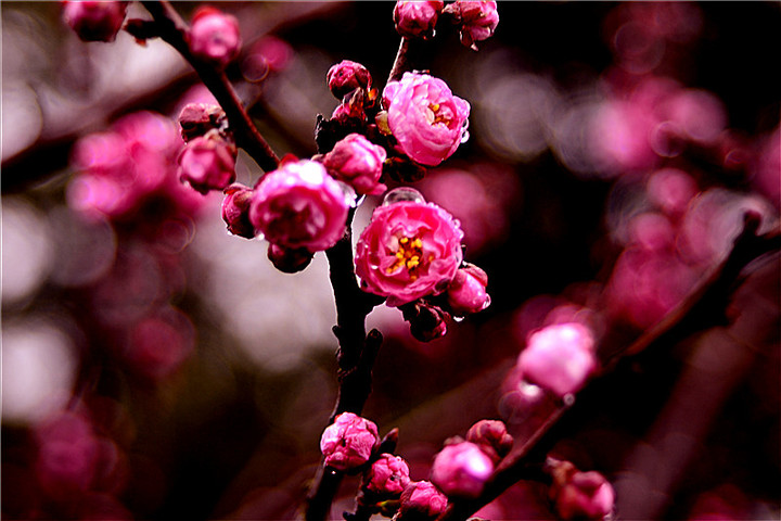 雨中梅花
