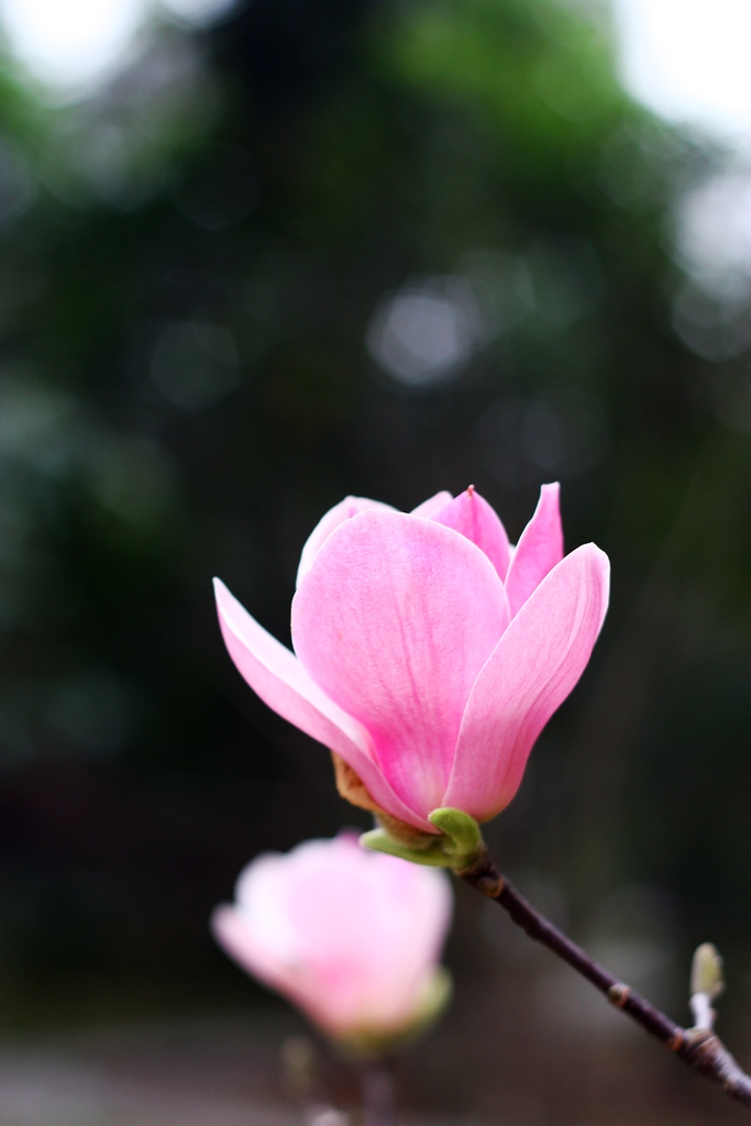 木兰花开