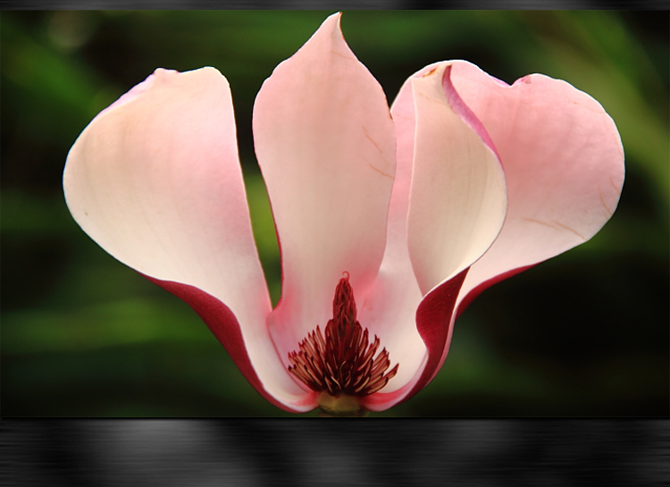 木兰