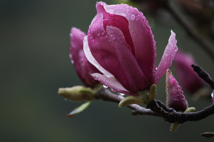 雨露花