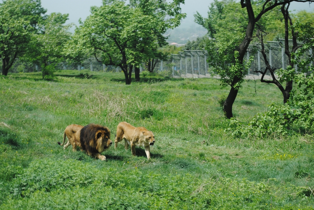 【西安秦岭动物园摄影图片】西安生态摄影